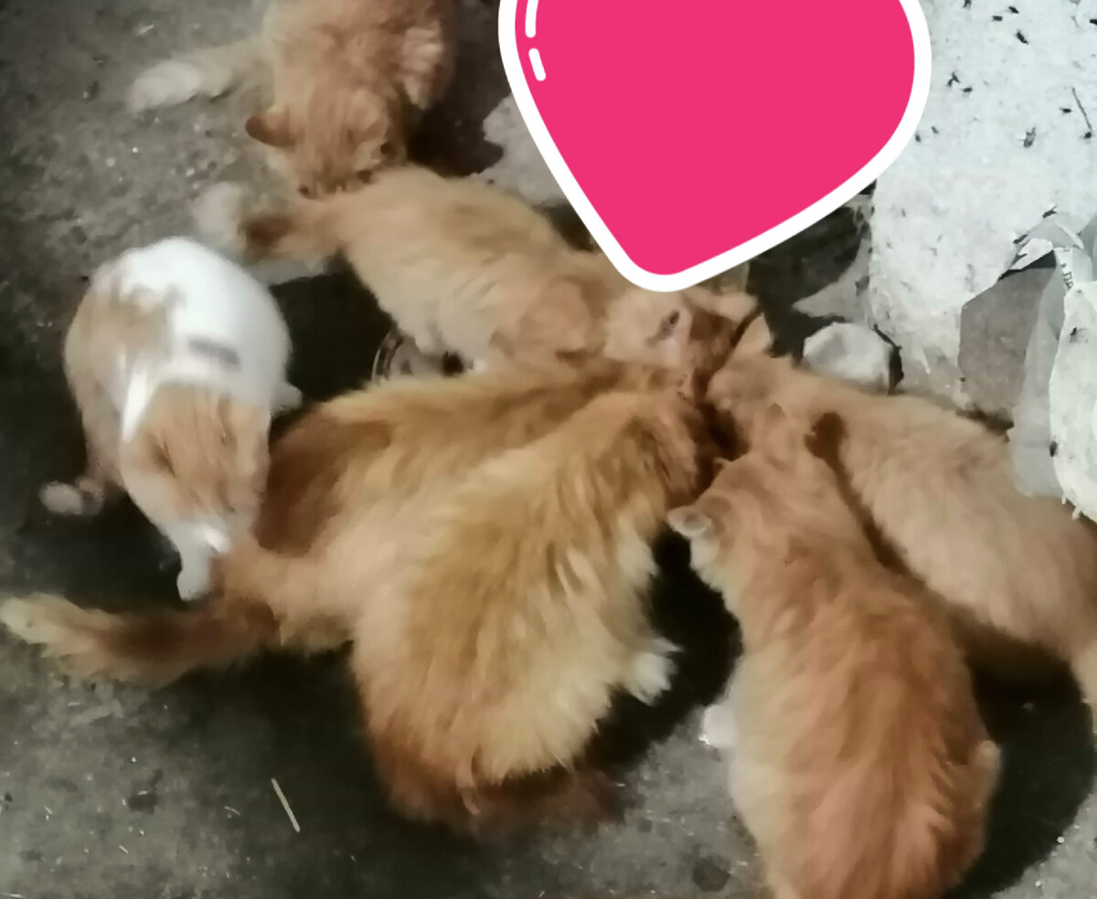 А тут ее сестра и брат рыжие +две кошки с самых первых тем с больными глазками и тех кого подобрала еще, мамы у них нет. На фото кажется что крупные, но это полугодовалые  котята 3, две 8 месяцев, а две вообще мемяца 3,потом покажу ихи мордахи и это только одна  ферма, а есть ещё, у многих проблемы с глазками, ИРИНА МИХАЙЛОВНА поислала 1000 купила им вот такие капли