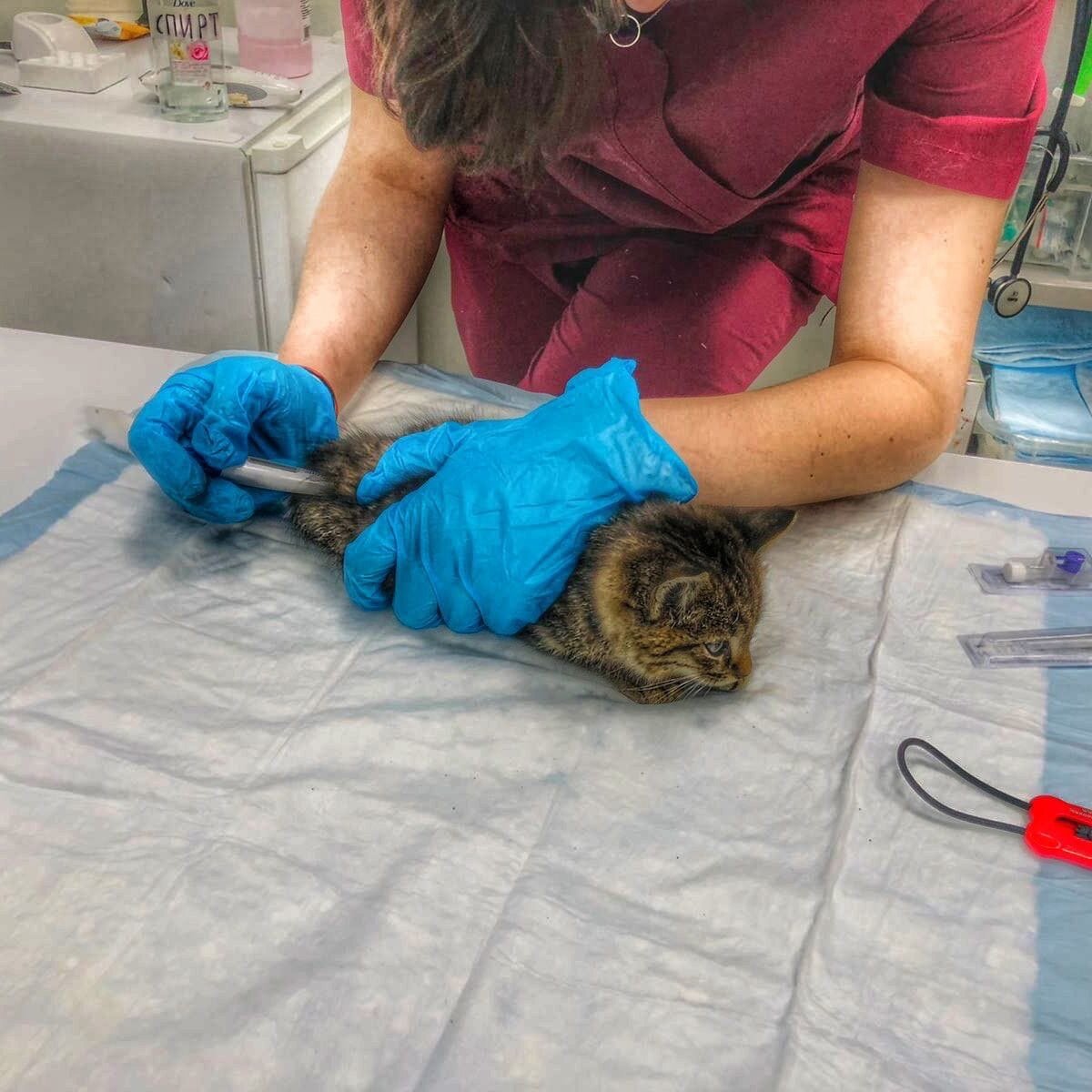 Первичные манипуляции