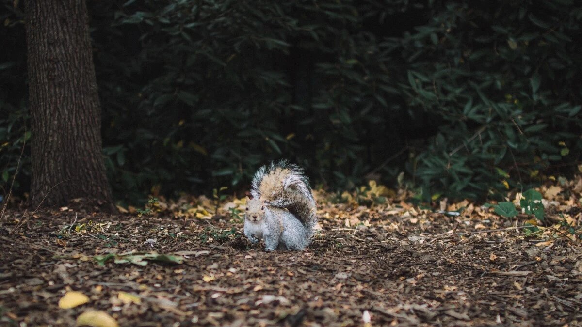 Коли белка до Покрова чисто вылиняет, то зима будет хорошая. Фото: pxhere.com