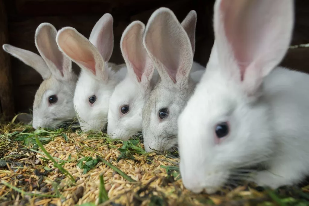 Бизнес план фермы по разведению кроликов