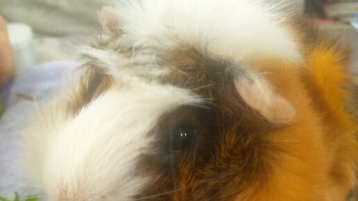 Галина Помохаева | Добрый день! Это морская свинка, зовут Хрюник. Как ...