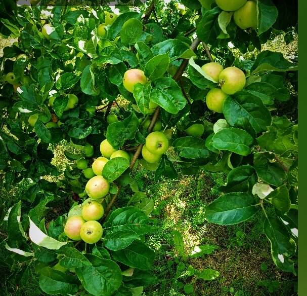 Вот такой в этом году урожай яблок