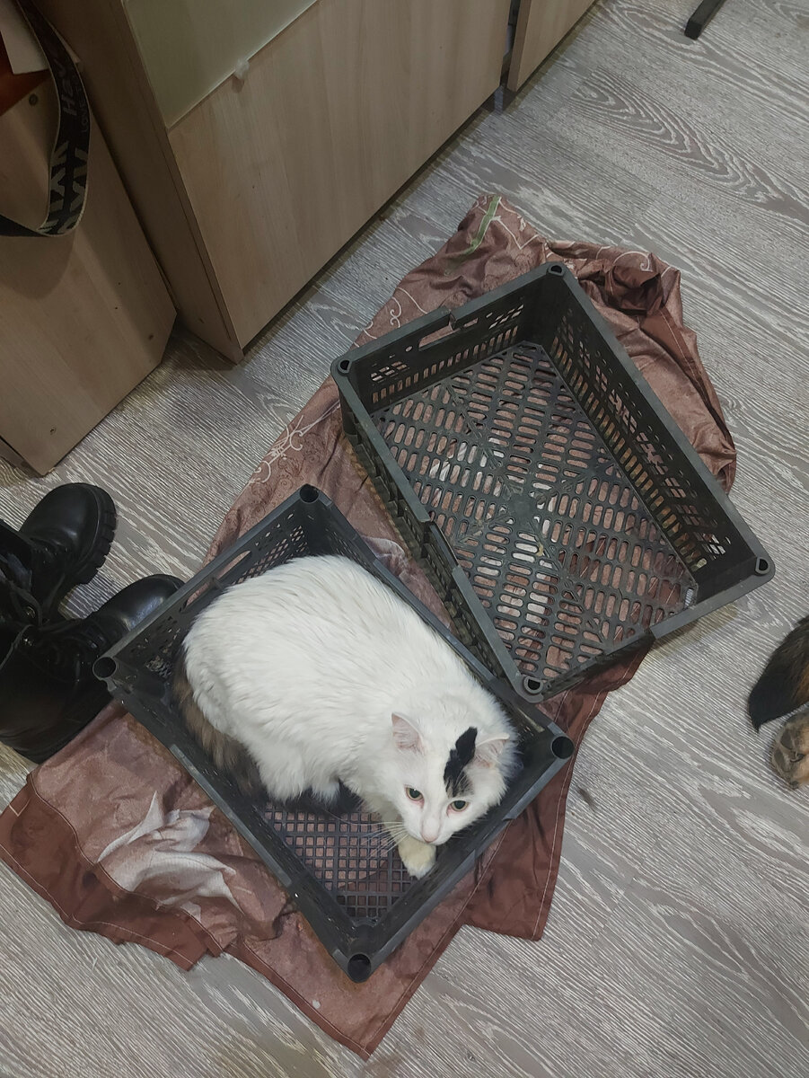 Нет местечка спать...кроме как в лотках из под помидор