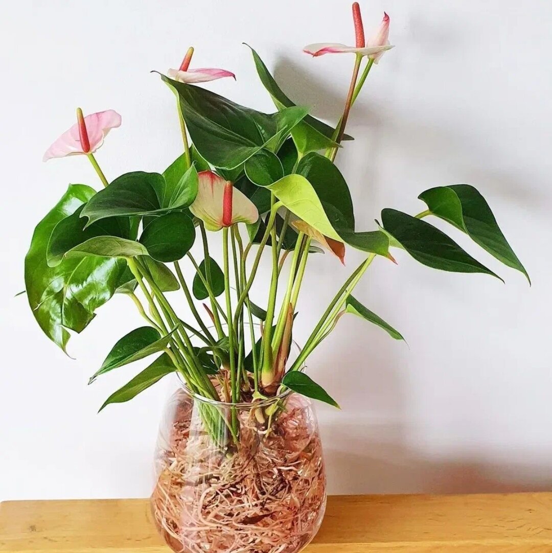 Вот и в таком варианте мужское счастье будет стоять гораздо больше чем стандартный букет срезанных цветов. 