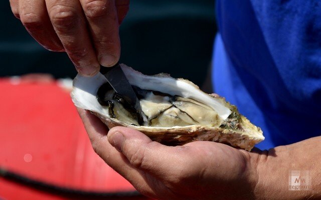    Устрицы Александр Полегенько © ИА REGNUM