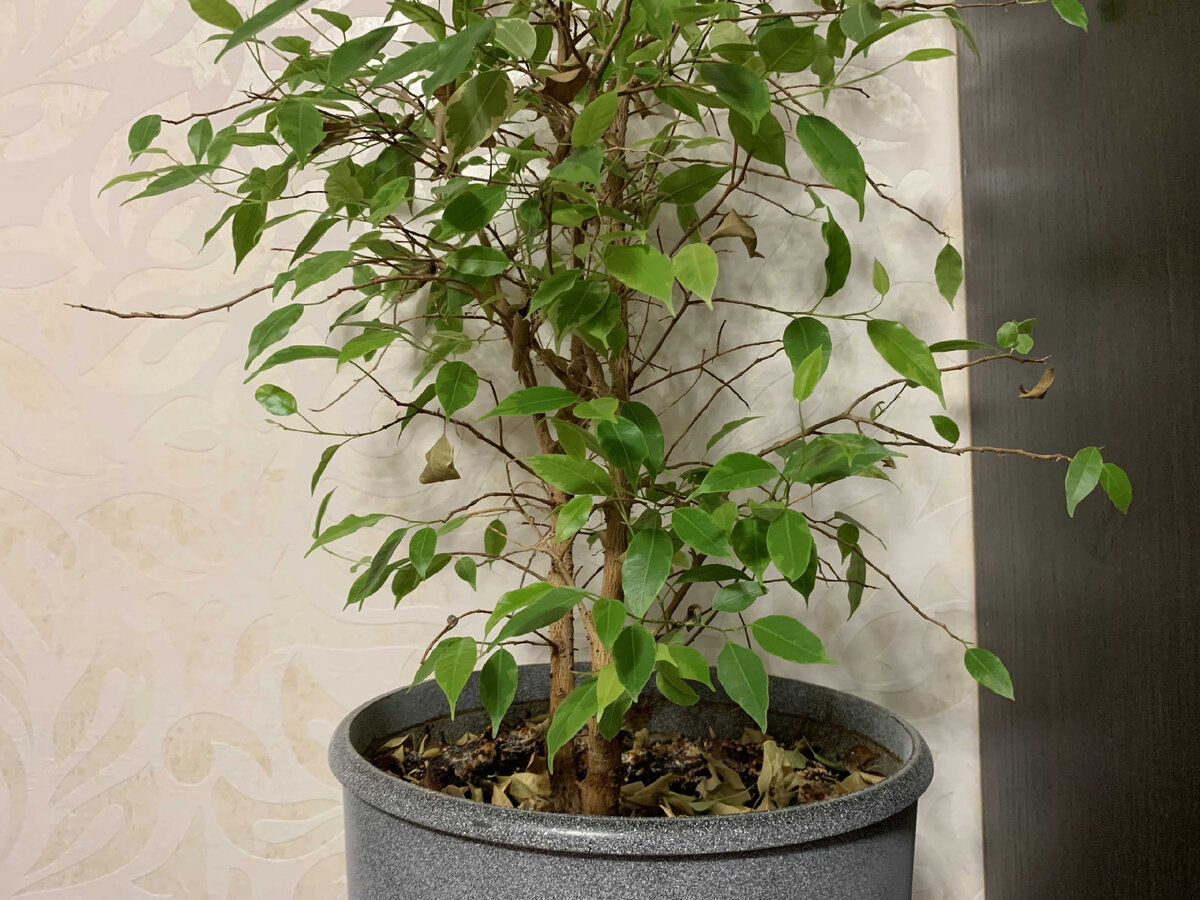 Ficus benjamina Leaf