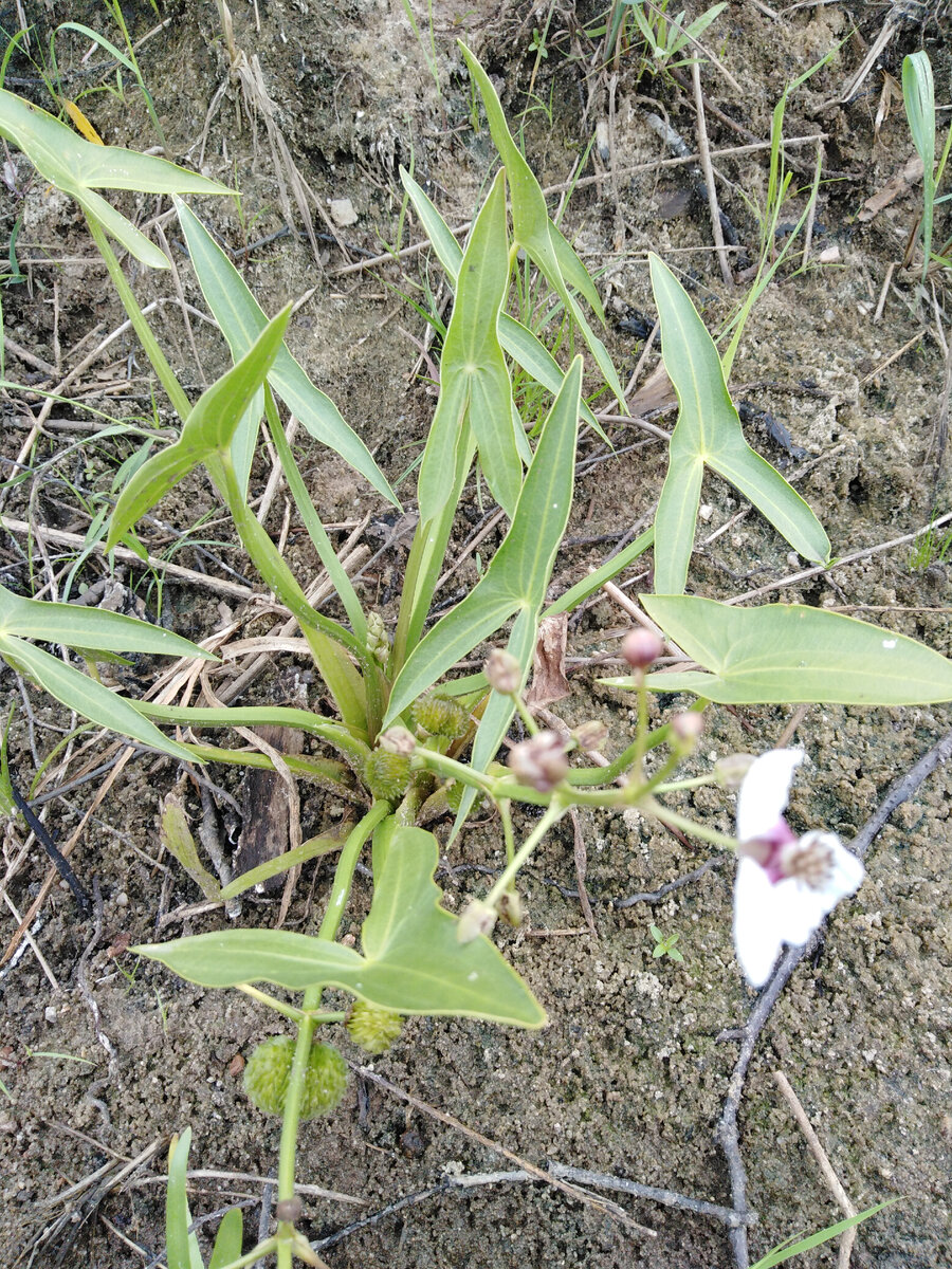Интересные листья с острыми кончиками, белые лепестки с сиреневой чашечкой и интересные шарики-помпоны семенных коробочек. Июль 2021