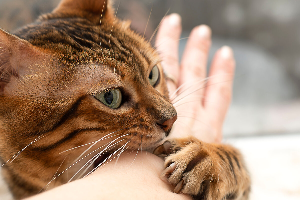 Почему кошка кусает хозяина? 5 главных причин | Гипермаркет «ВамСвет» | Дзен