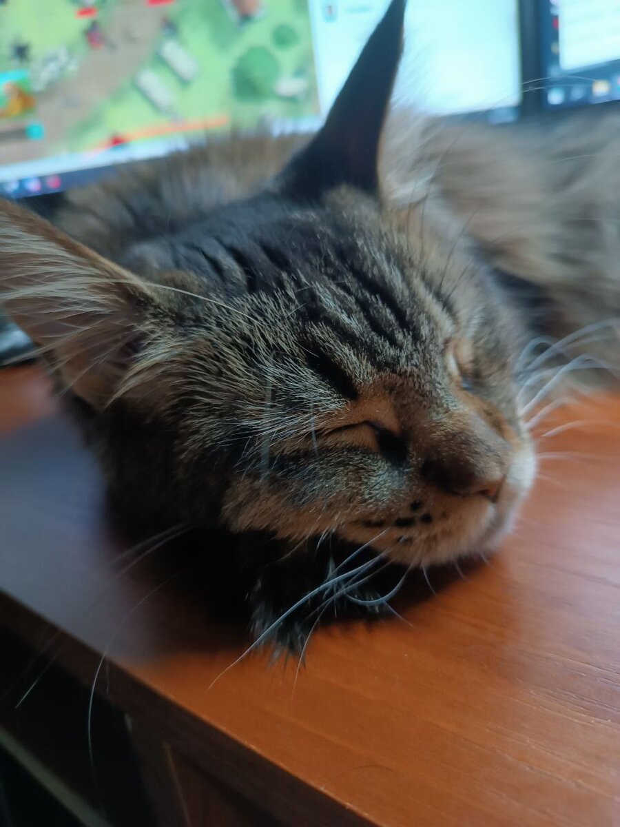 Урсула спит и верит, что никто никогда не обижает котов