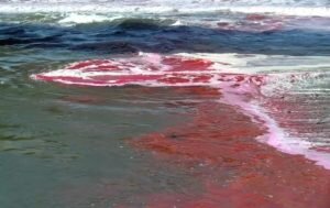    Фото: KPBS Public Media / YouTube Мария Скорина