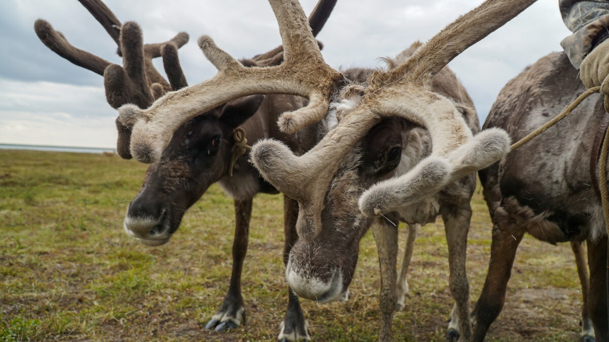 Фото: Aleksandr Lutcenko/ Shutterstock/ Фотодом