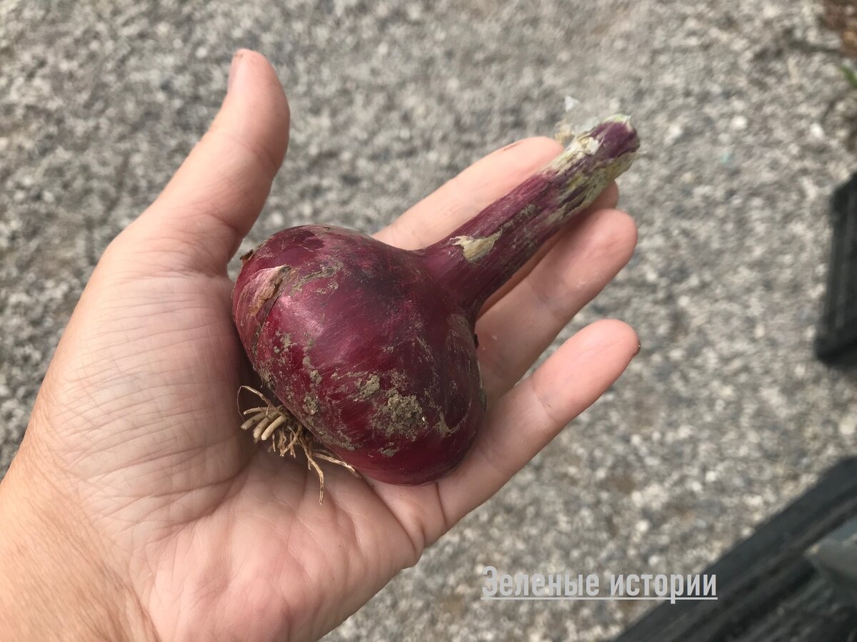 Вот такие луковицы вырастают - не крупные, но и не мелкие