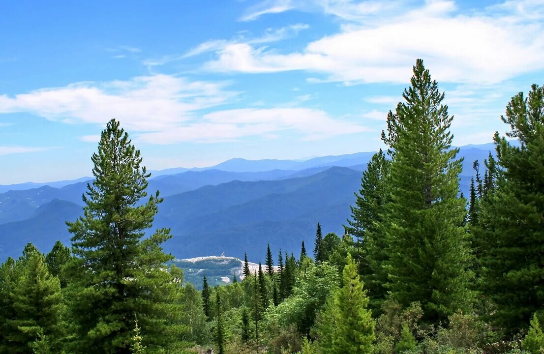 Тайга в Крымских горах.