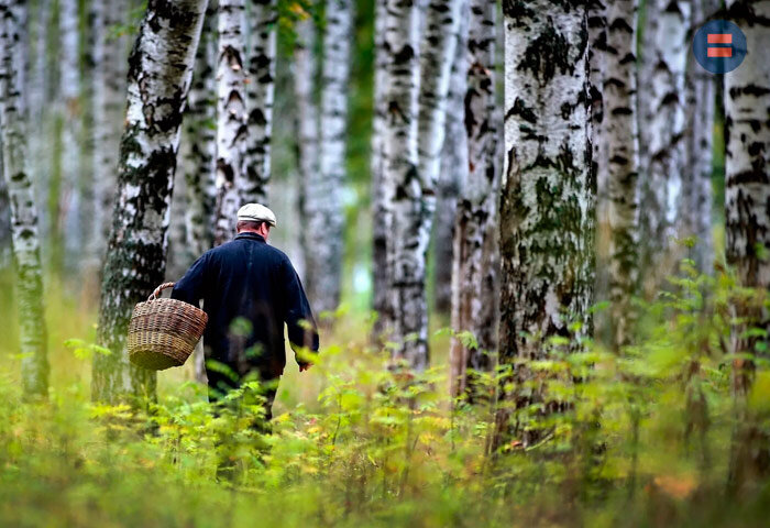 Волков бояться — в лес не ходить? Какие опасности подстерегают ...