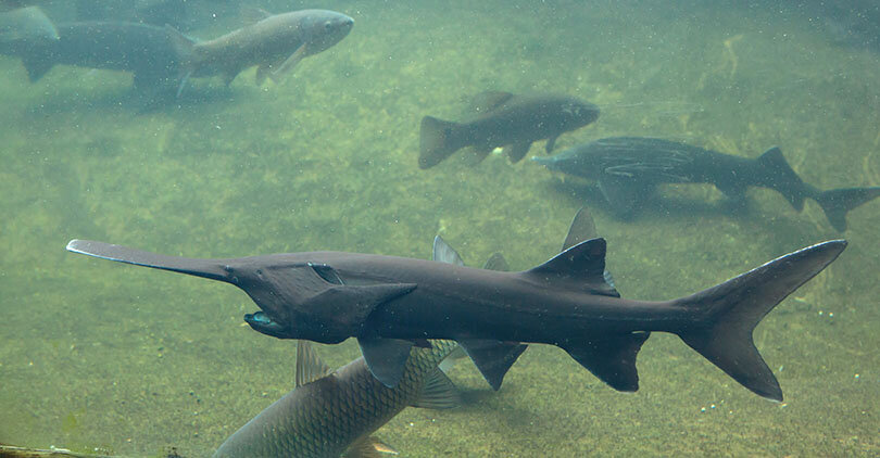 Красавец - гигант! С характерно открытым ртом. Картинка с odyseaaquarium.com