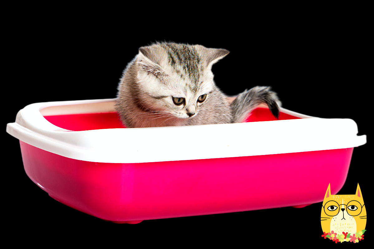лоток для котят. как приучить кота к новому лотку. туалет для кошек. котенок в лоточке. наполнитель для кошачьего туалета cat litter.