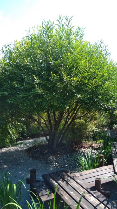 Ива ломкая шаровидная (Salix fragilis Bullata), фото автора