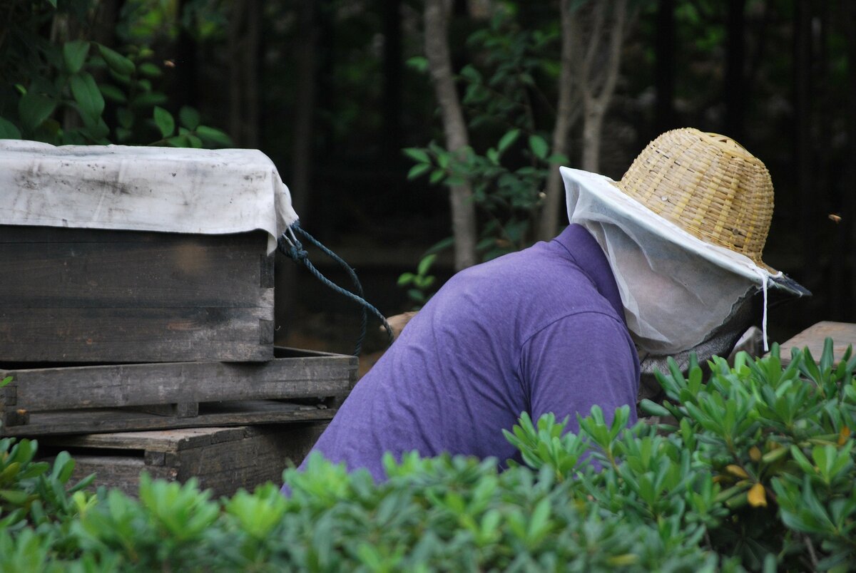 Пчеловод на пасеке. Фото из открытых источников