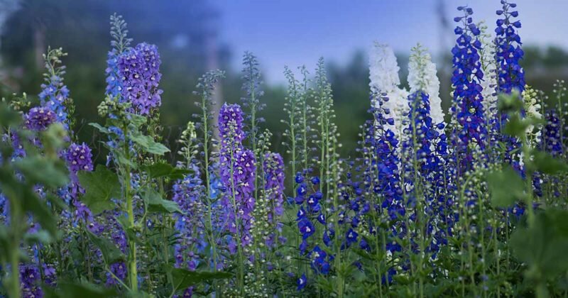 Дельфиниум (Фото с gardenerspath.com)