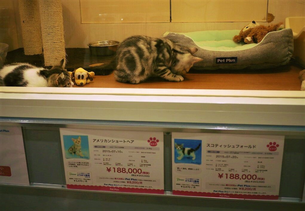 В зоомагазине