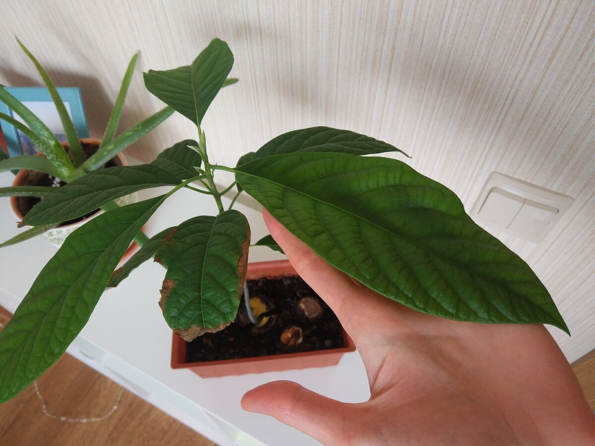 Больше ладони