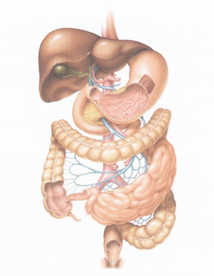 Цветное изображение ЖКТ.