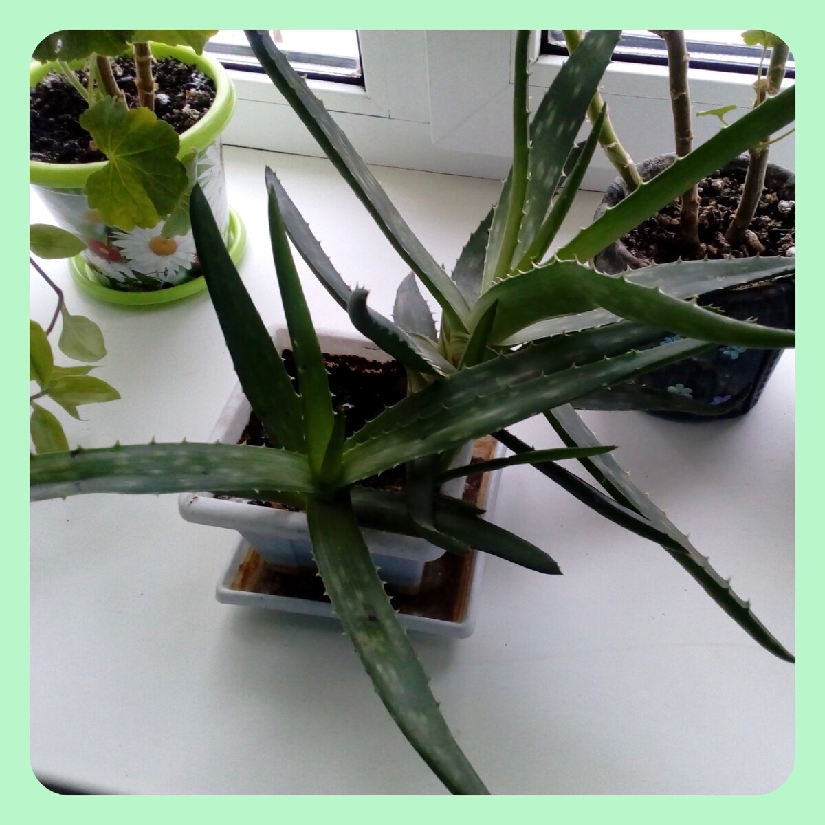 Вечный алоэ