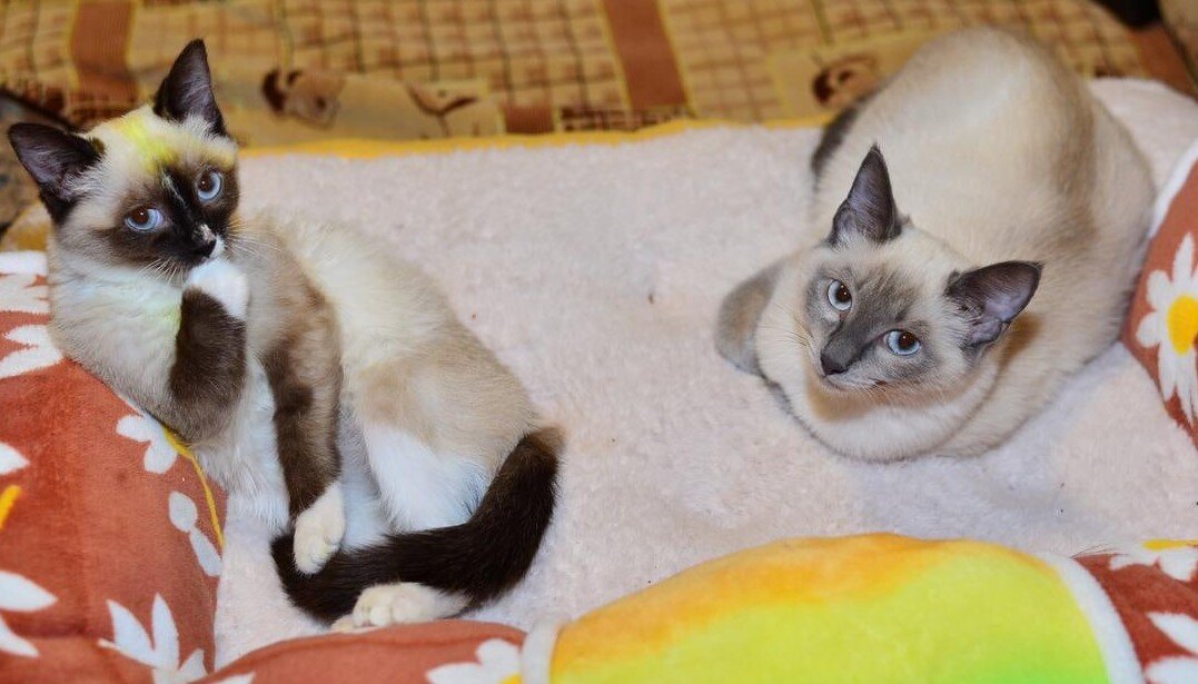 Спасибо Ксюше БЕКИРОВОЙ за Соню и Тасю)