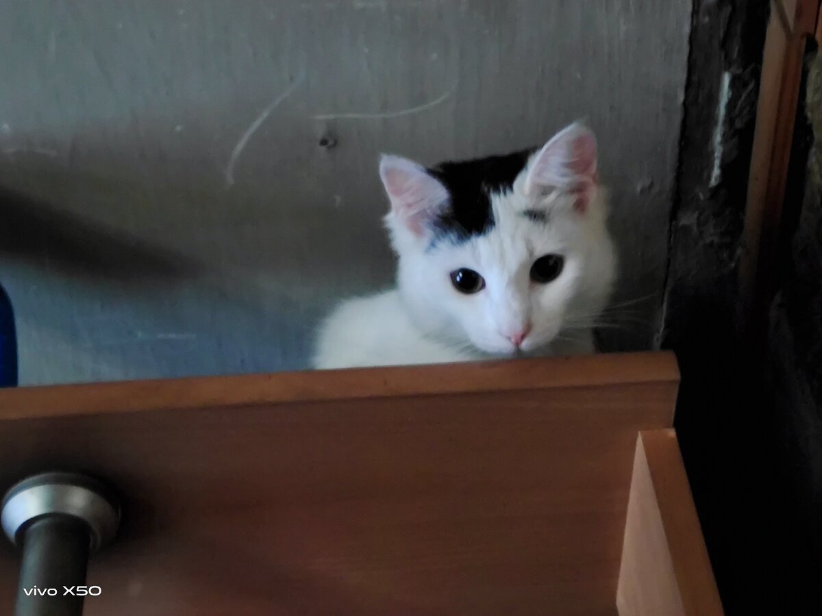 Дзюдовище в кладовке.