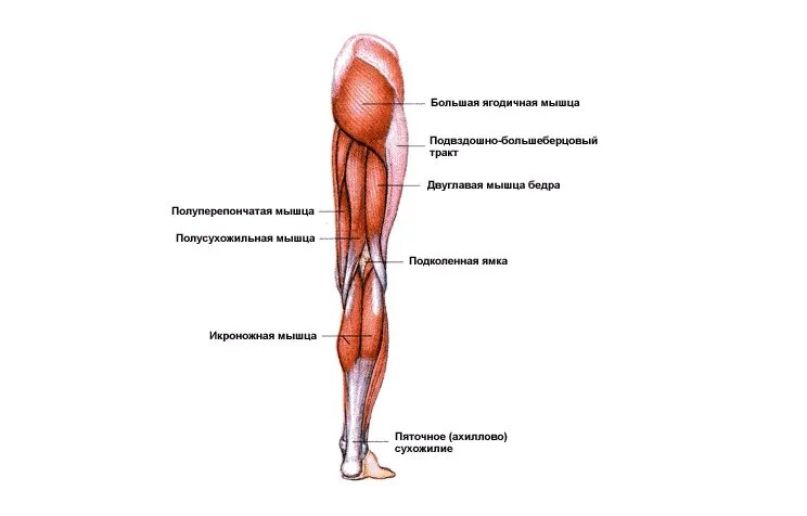 Мышцы глаза - строение и функции