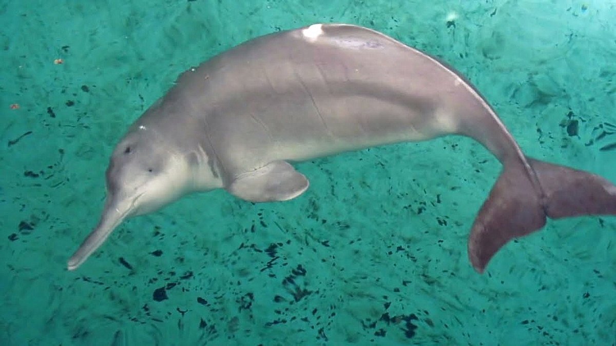 Китайский Речной Дельфин вымер