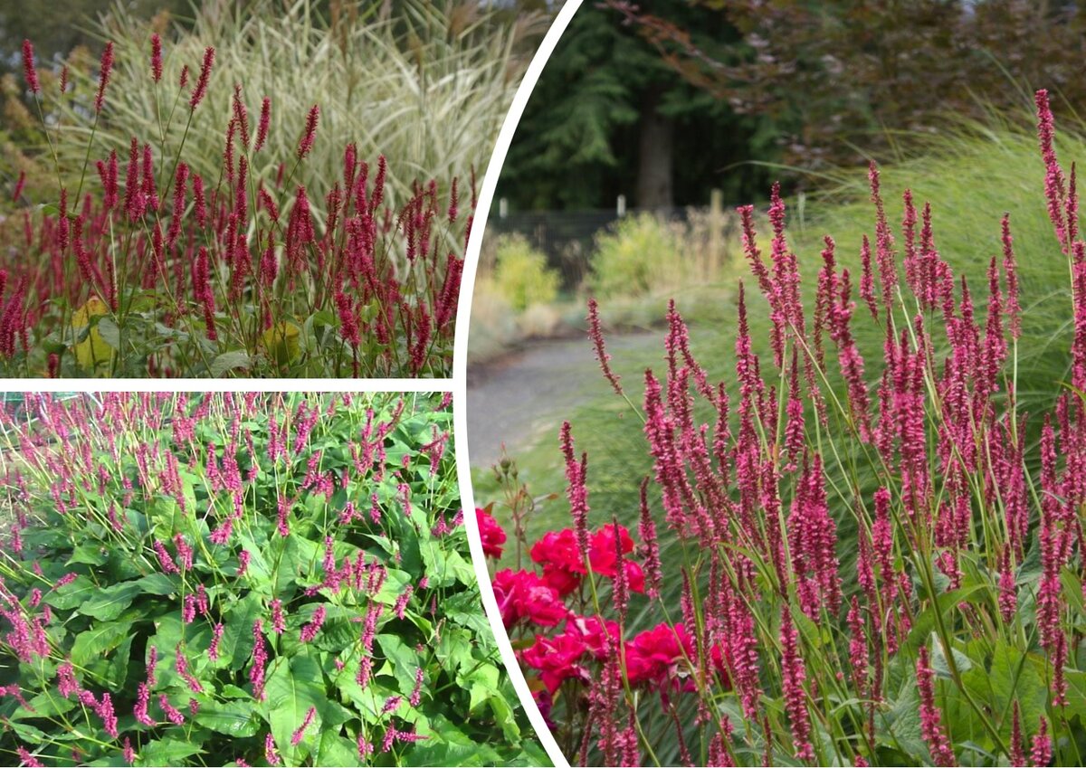 Горец  стеблеобъемлющий Firetail (Persicaria amplexicaulis 'Firetail')