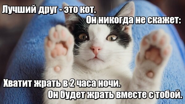 Сделано в "Кот с вами".