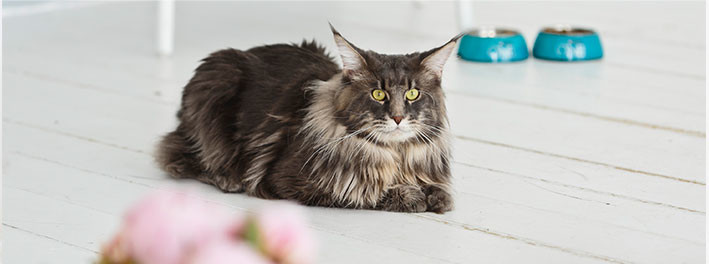 Домашний кот лежит на полу