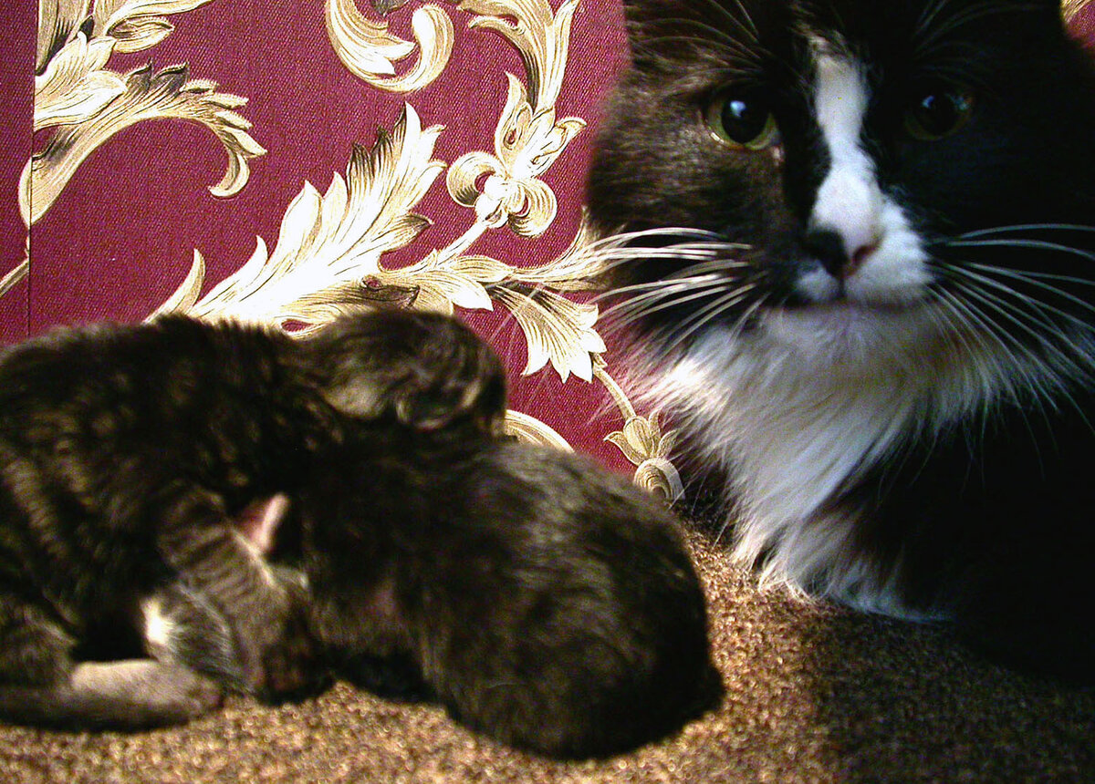 Прародительница моего кошачьего стада Муся каждый год радовала котятами.