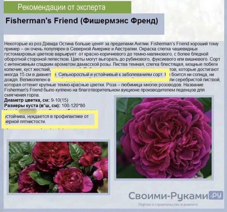 «Эксперт» пишет об устойчивости к заболеваниям, но напоминает о профилактике чёрной пятнистости.