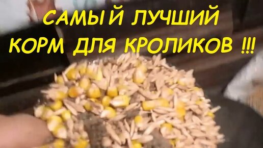 Чем кормить декоративного карликового кролика? 5 правил кормления в домашних условиях