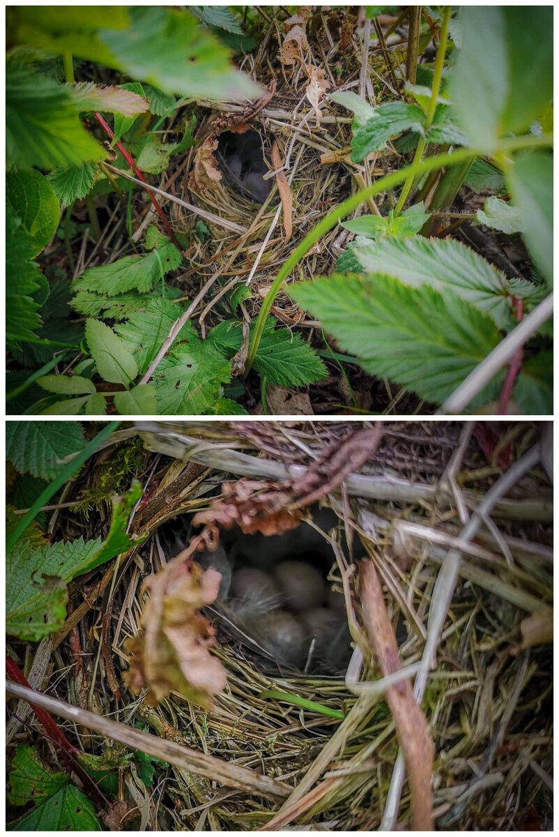 чуть не наступила! надеюсь, мать вернулась. 