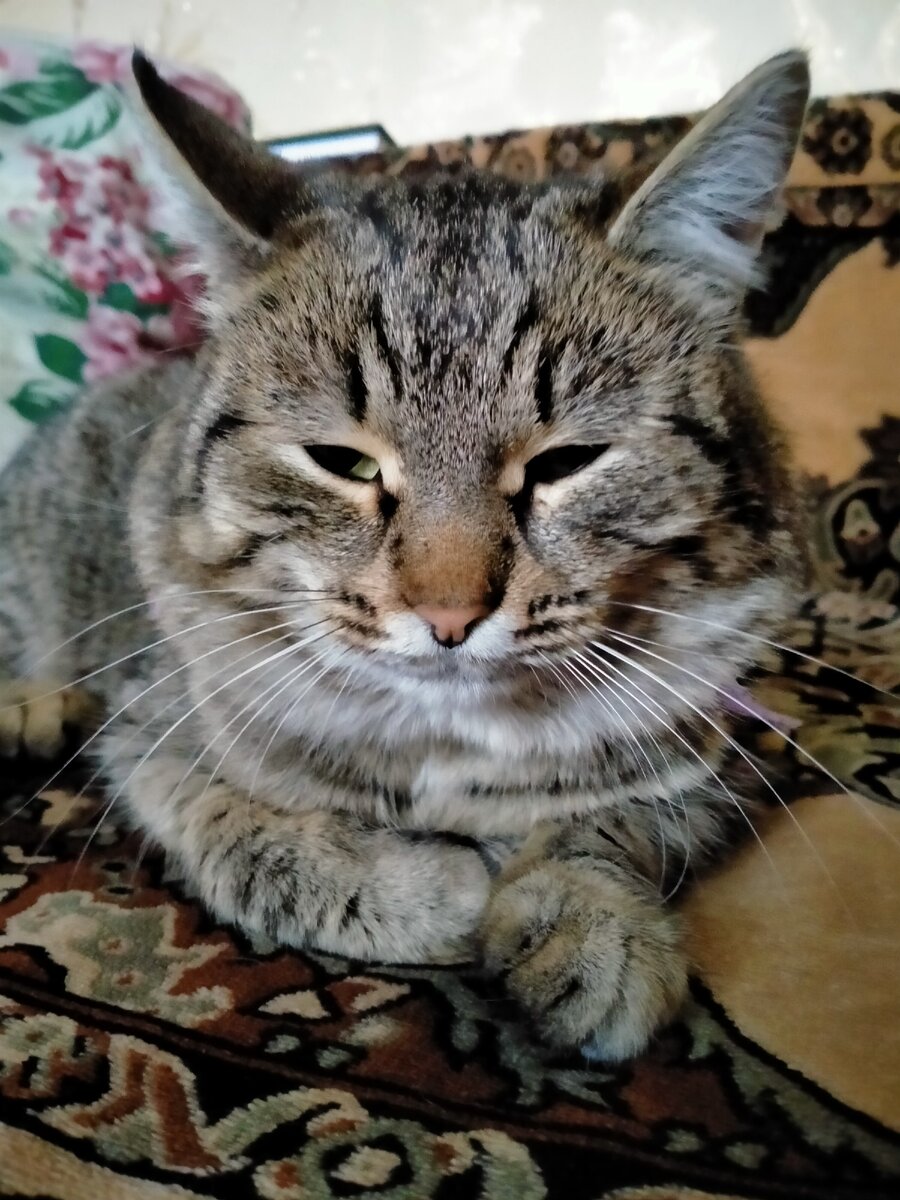 Похож на маленького тигрёнка?