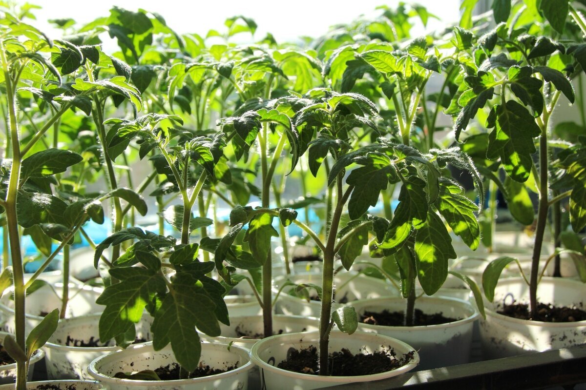 Скоро наши подокольники займёт рассада. 