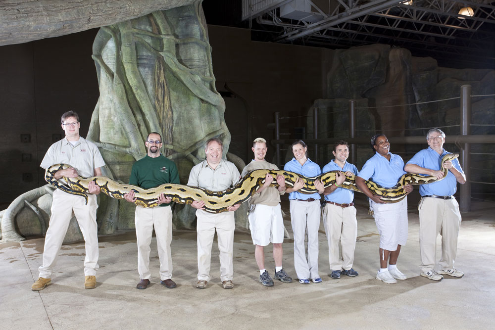 Самое дли. Сетчатый питон 7.5 метров. Сетчатый питон 10 метров. Самый большой сетчатый питон в мире. Змея сетчатый питон.