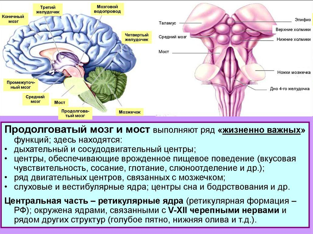 Функции головного мозга в нервной системе. Ядра продолговатого мозга схема. Схема наружного строения продолговатого мозга. Функции ядер продолговатого мозга. Мост мозжечок 4 желудочек.