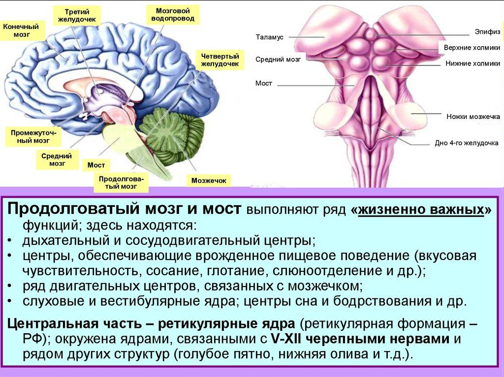 Почему дергается нога, причины нервного тика ног, что делать, когда дёргаются мышцы на ногах