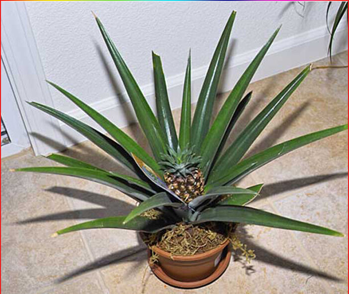 Растению 3.5 года. Скоро отплодоносит и появятся розетки, которые можно размножить