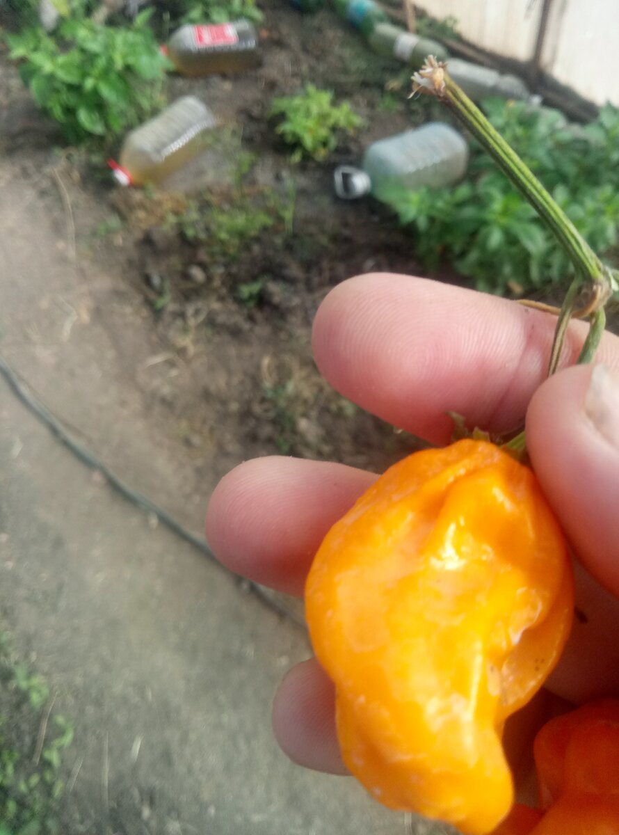 Хабанеро оранж пампкин