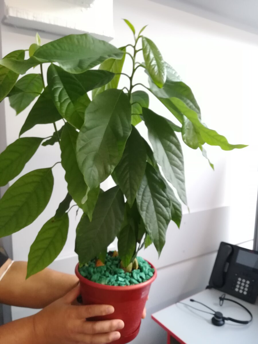 Ошибкой было положить камушки на поверхность грунта. Конечно я их потом убрала, но всё равно это сыграло свою роль для корневой. 