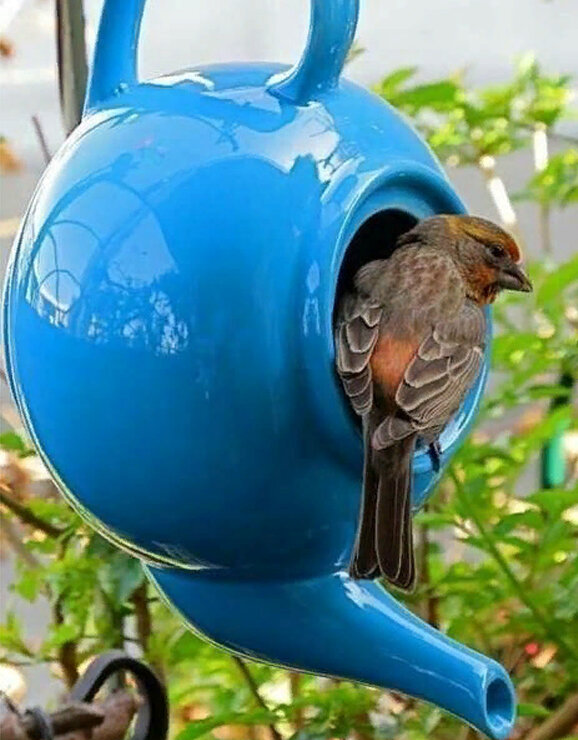 Кормушка-скворечник из старого чайника