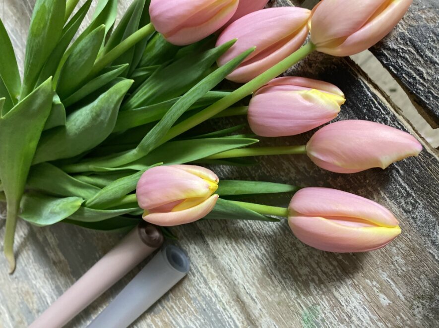 Тюльпаны сорт Манго Шарм