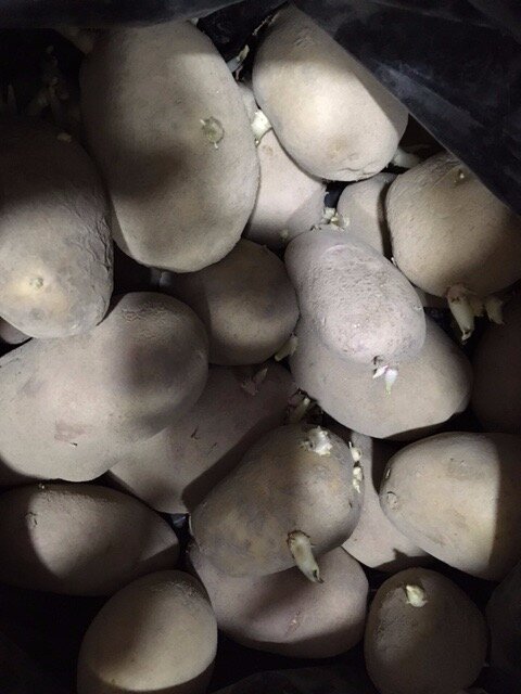 Картошка как картошка.