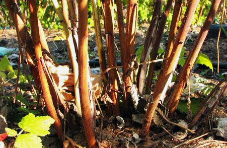 Куст малины.